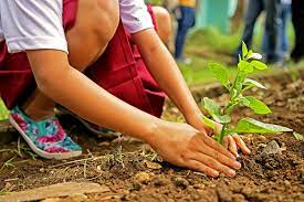 1.9 Milyong Puno naiambag ng Deped sa Tree Planting Activity kasama ang OVP at DENR